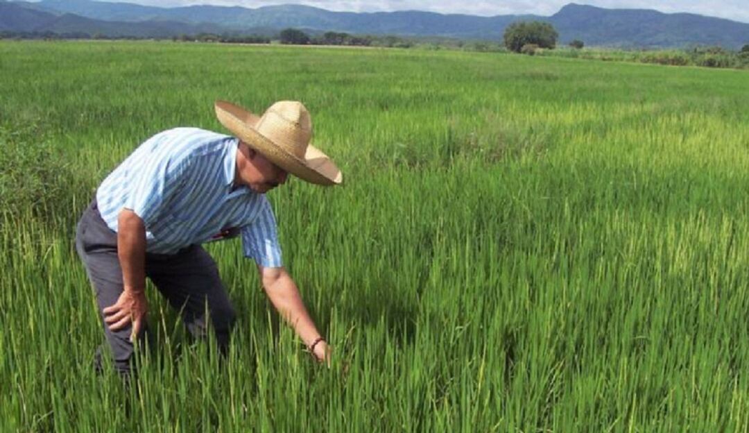 Cultivos de arroz 