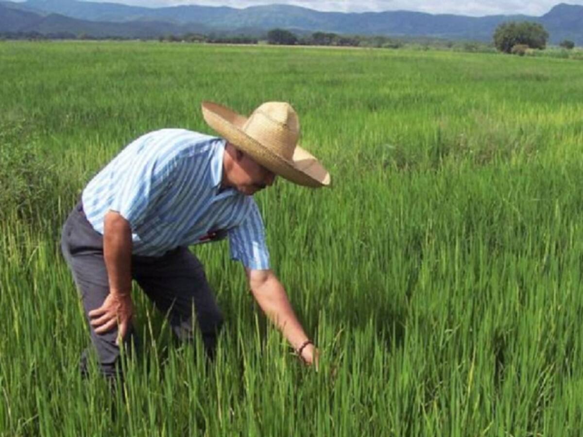 Arroceros reclaman que se permita transportar producto represado