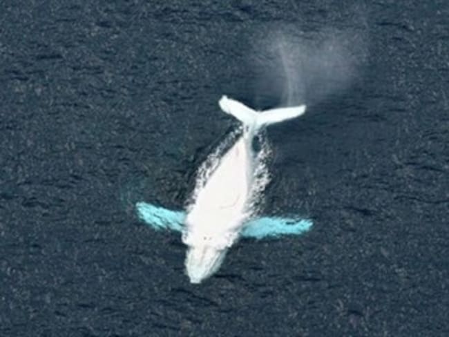 Avistan una ballena albina recién nacida en el norte de Australia