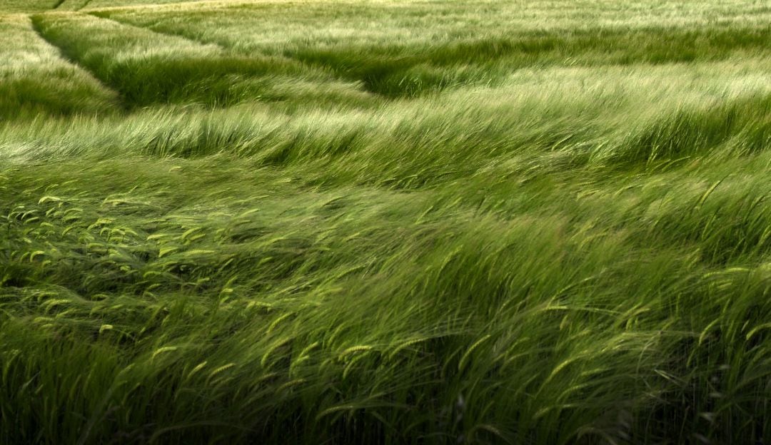 imagen de referencia