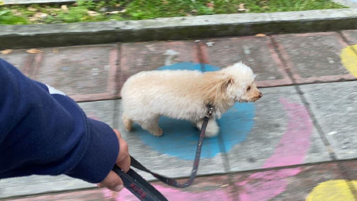 Abren convocatoria para certificación de paseadores de perros