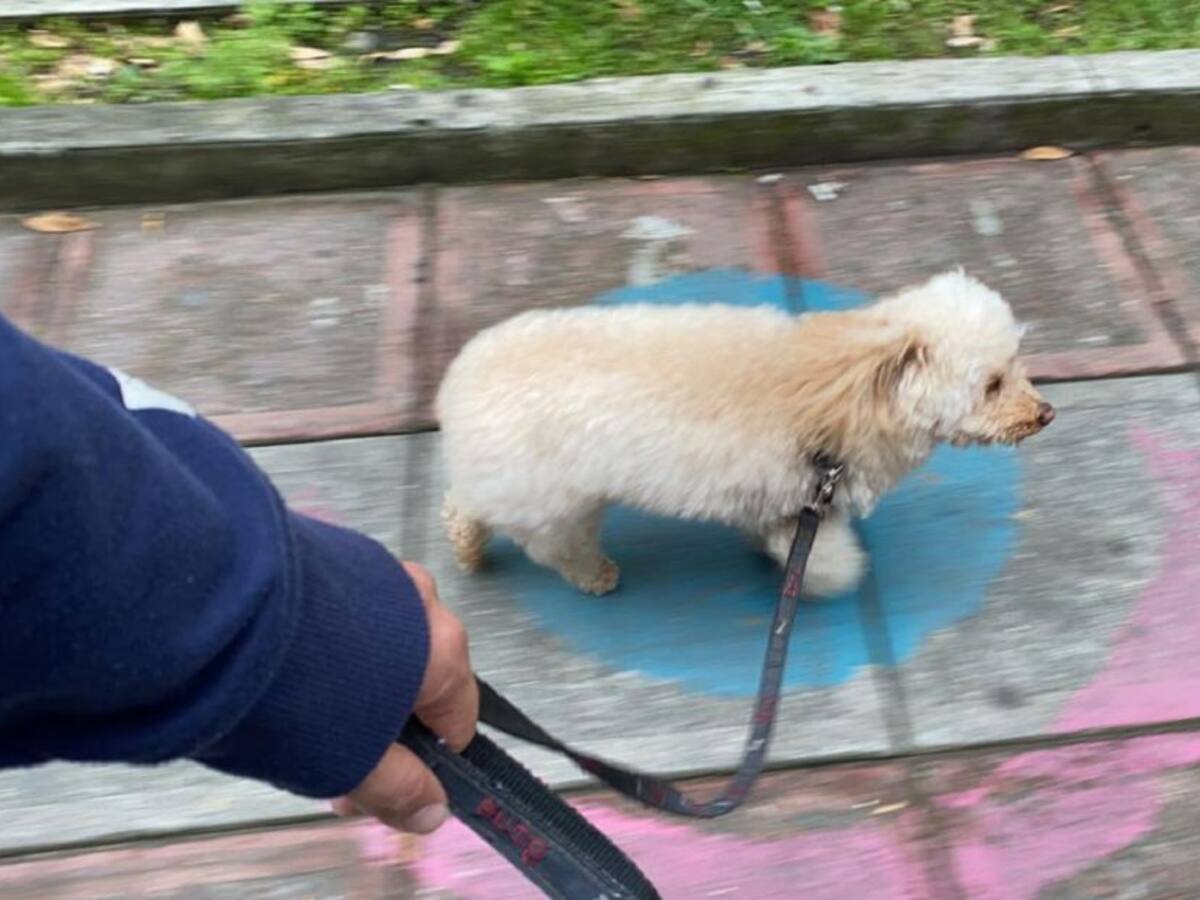 Abren convocatoria para certificación de paseadores de perros