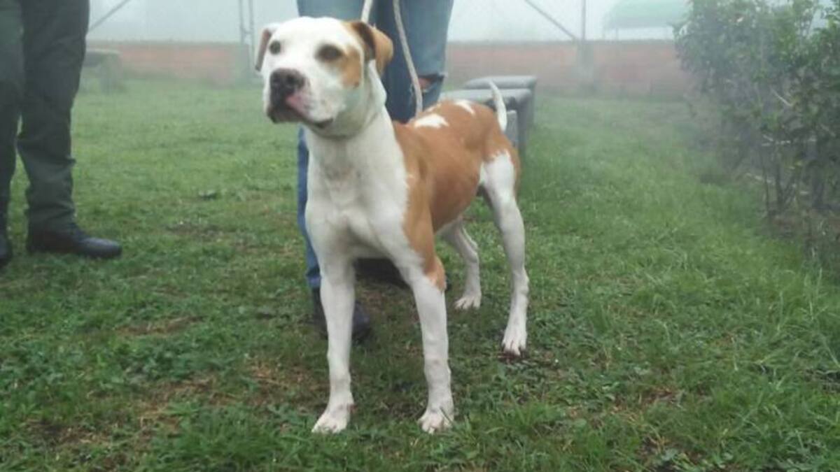 Nueve estudiantes de Manizales fueron atacados por un Pit bull