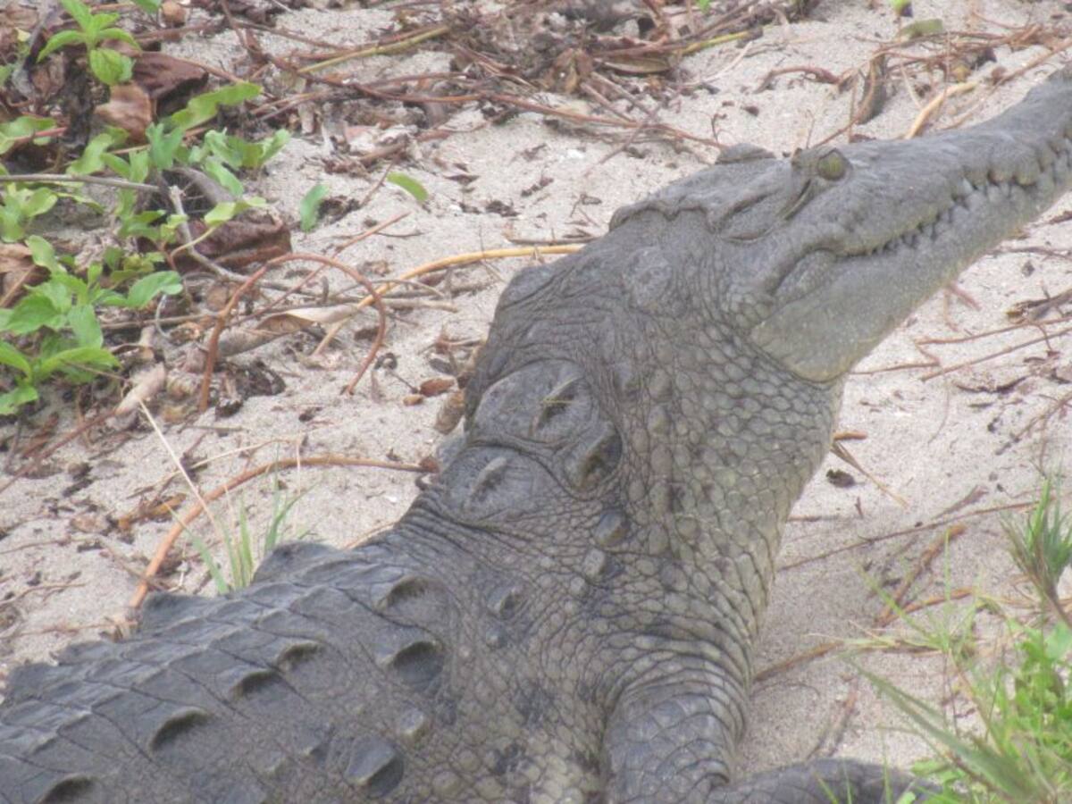 La Ruta del Caimán Aguja de la mano de las comunidades
