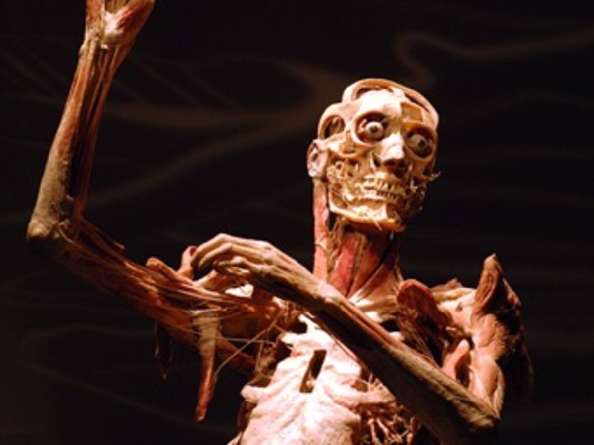 'Bodies real + fascinante' llega a Bogotá el 30 de enero