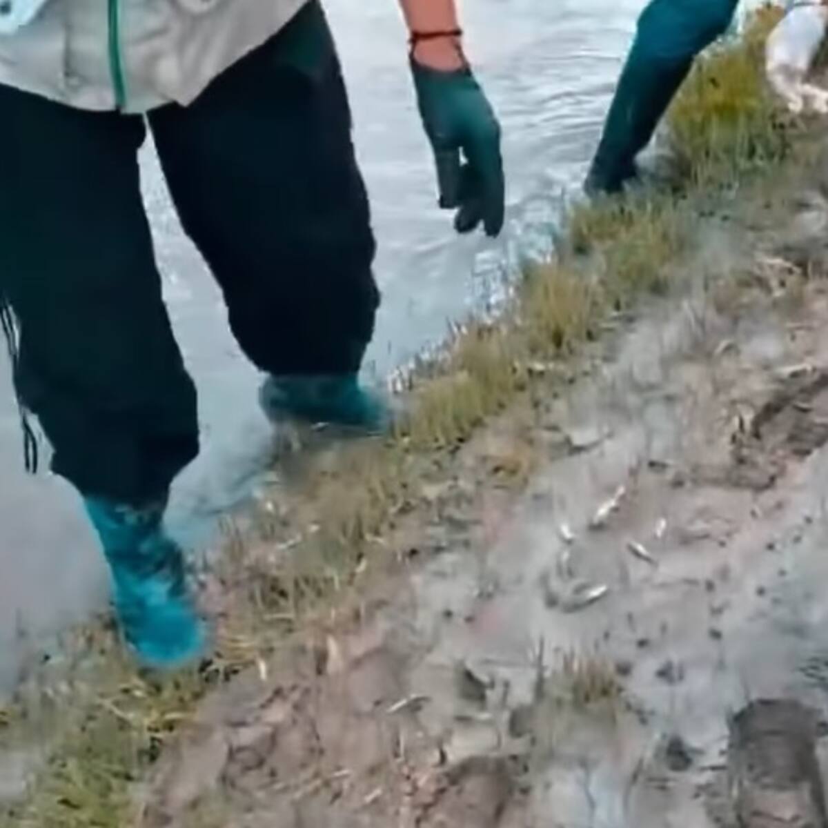 Alta concentración de sólidos habría originado la mortandad de peces en el Quindío