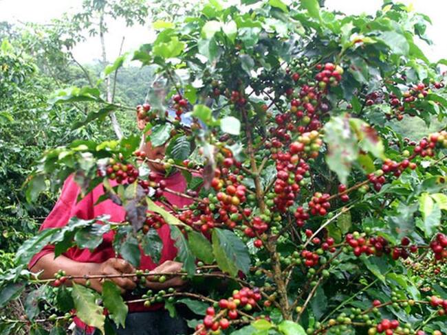 El verano tiene en jaque producción de café en Antioquia