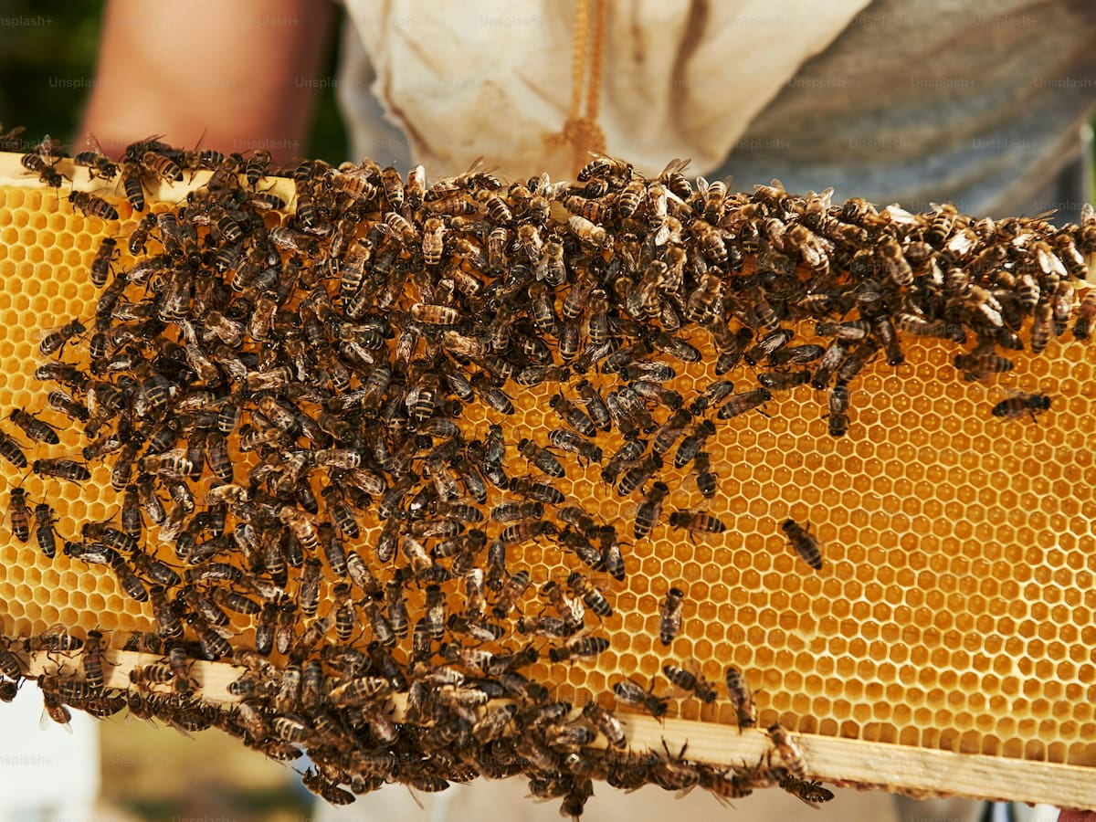 Más de 20.000 especies de abejas aportan a la preservación de la vida en el planeta, según el ICA