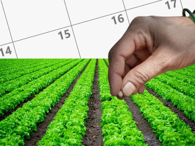 Qué sembrar en abril 2025: calendario y verduras. Foto: canva.