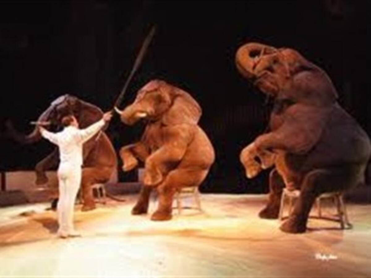Colombia, a un paso de prohibir animales en circos