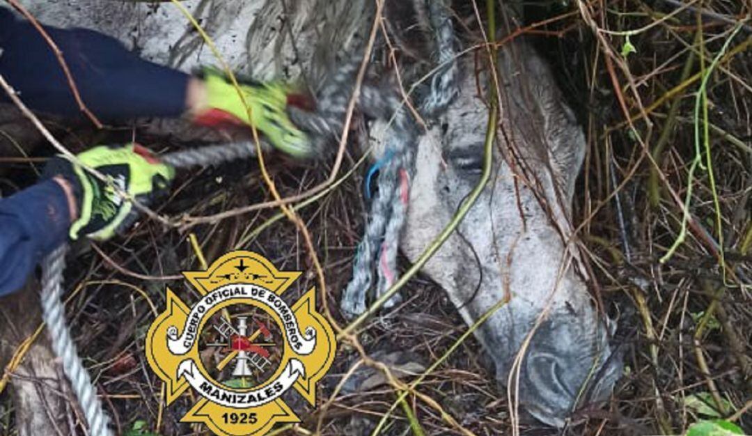 Rescatan a una yegua que cayó en alambre de púas