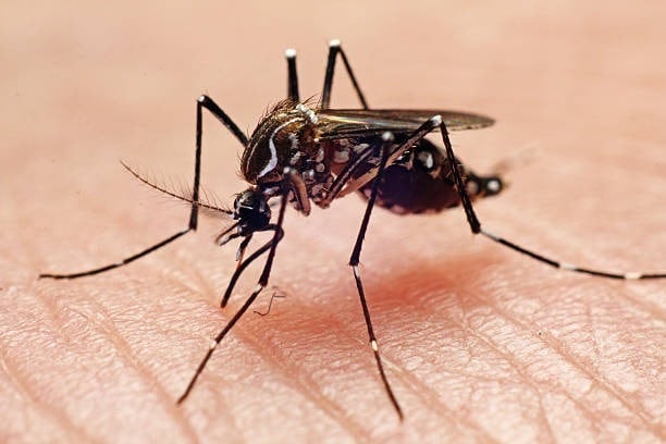 Tenerife enfrenta un aumento de dengue y activa vigilancia especial. Mosquito Aedes aegypti. / Getty Images