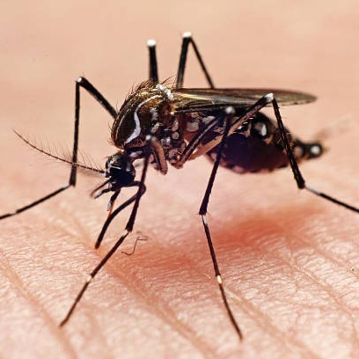 Más de 1.500 casos de dengue se han confirmado este año en el Atlántico