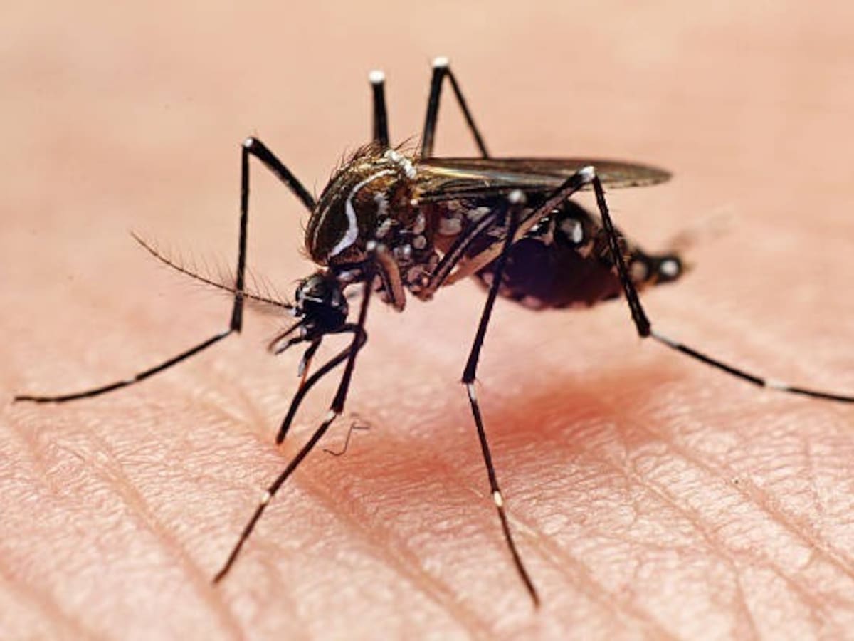 Más de 1.500 casos de dengue se han confirmado este año en el Atlántico