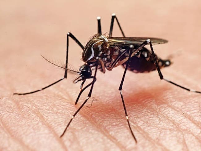 Tenerife enfrenta un aumento de dengue y activa vigilancia especial. Mosquito Aedes aegypti. / Getty Images