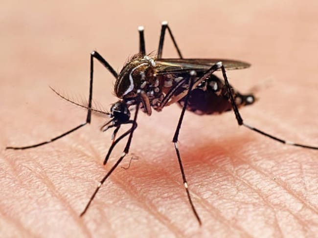 Tenerife enfrenta un aumento de dengue y activa vigilancia especial. Mosquito Aedes aegypti. / Getty Images