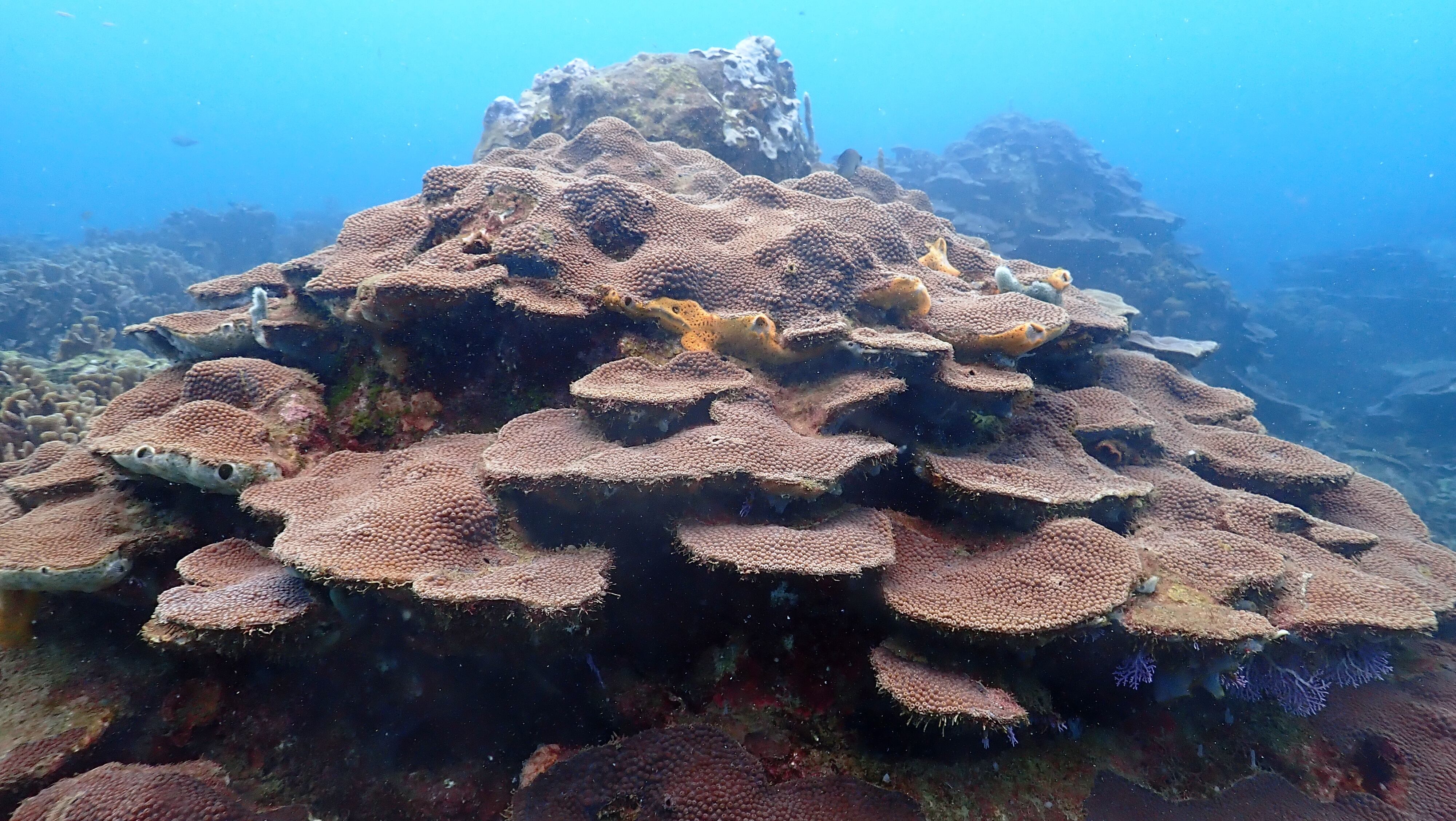 Varadero destaca por su biodiversidad y su reconocimiento como “Hope Spot”, ecosistema clave para la salud de los océanos
