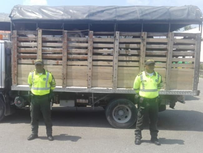 Policía incauta 17 vacas en carreteras de Bolívar