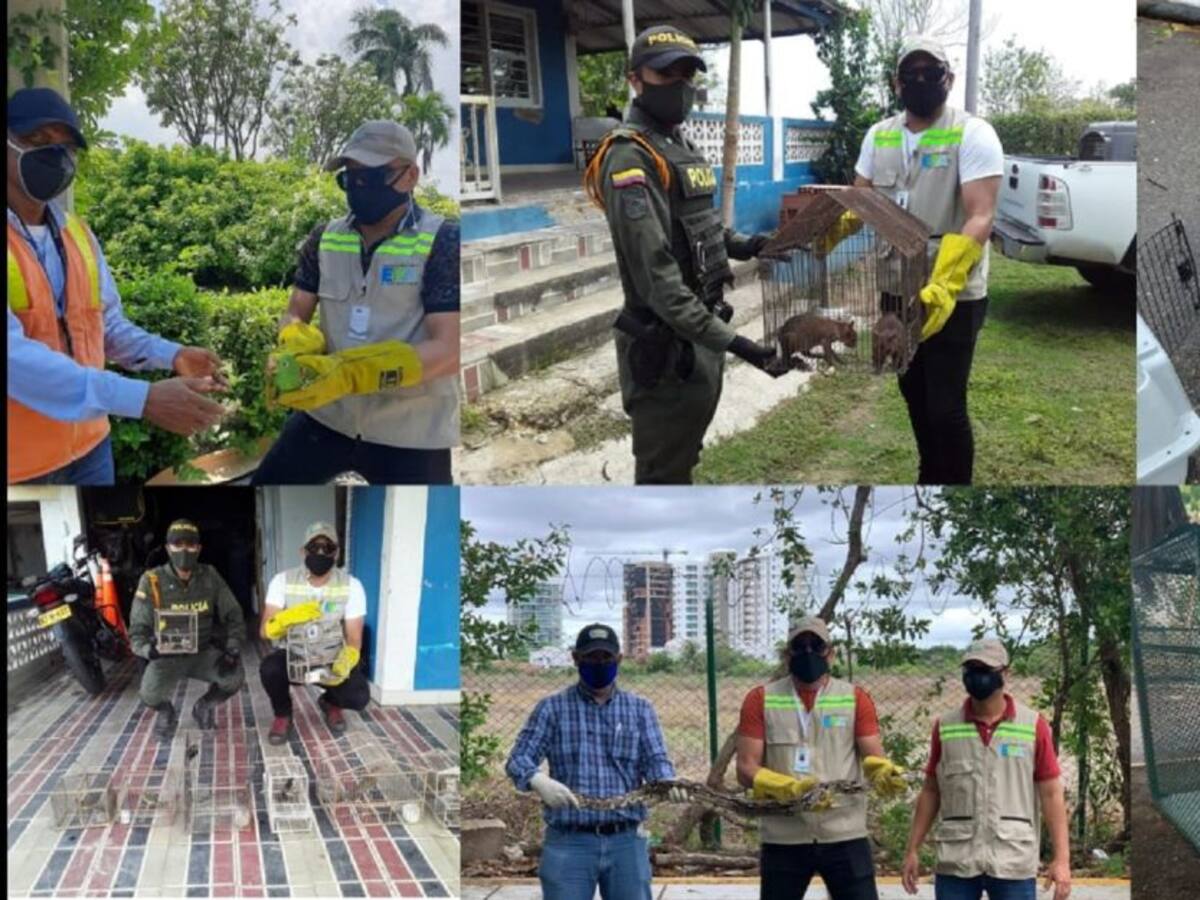 EPA Cartagena libera 66 aves, rescata e incauta otras especies de fauna