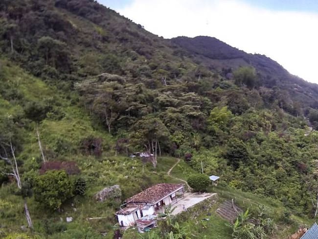 Lluvias favorecen la cosecha de arroz del Bajo Cauca de Antioquia