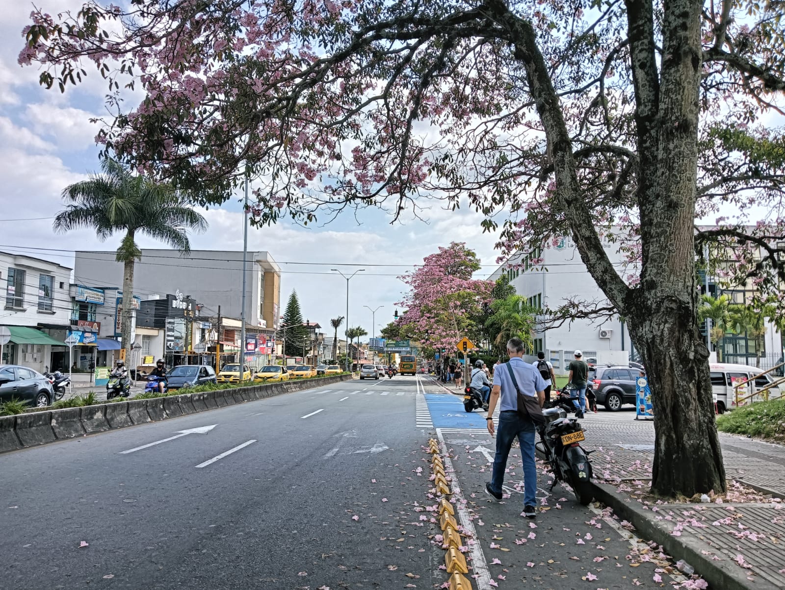 Los guayacanes florecidos en la avenida Bolívar en Armenia  sector Universidad La Gran Colombia: Adrián Trejos