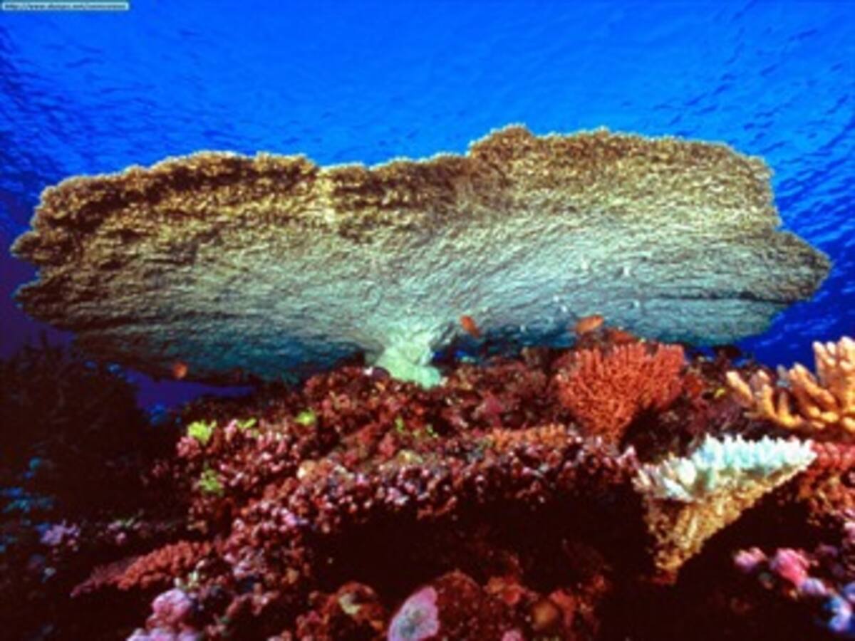 Los corales mexicanos pierden su color por el efecto invernadero