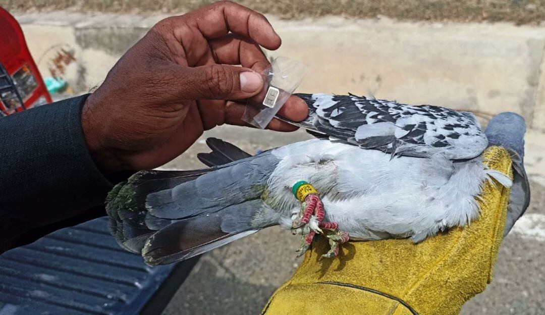 La tarjeta estaba atada a una de sus alas y presentaba algunas señales de maltrato y agotamiento físico