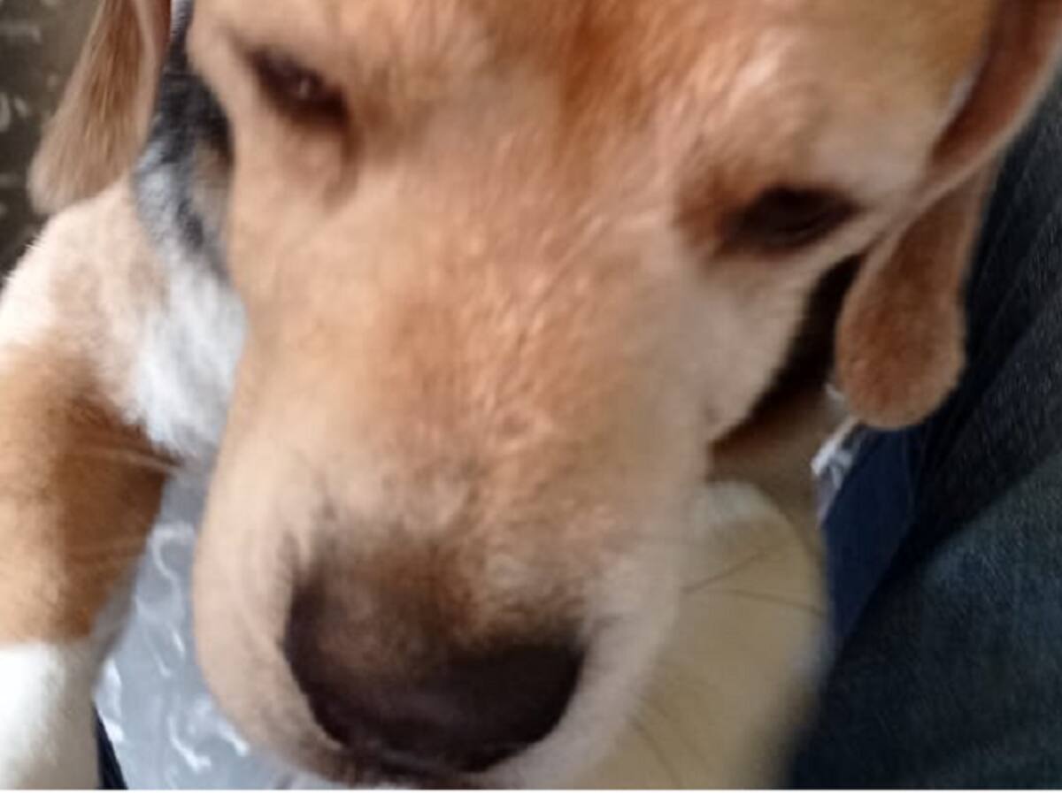 Crece en Bucaramanga el número de mascotas que son cremadas