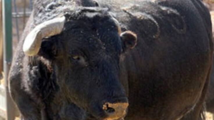 La más grande revolución del toreo: 'Zalamero', ícono del toro bravo, será clonado