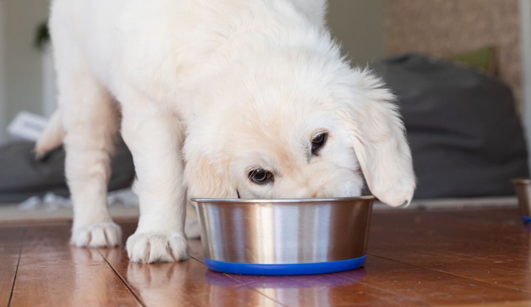 Imagen de referencia