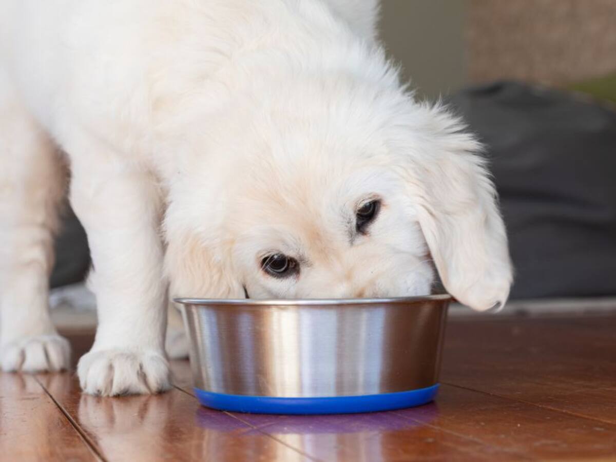 Los beneficios para la salud de su perro si lo alimenta una sola vez al día