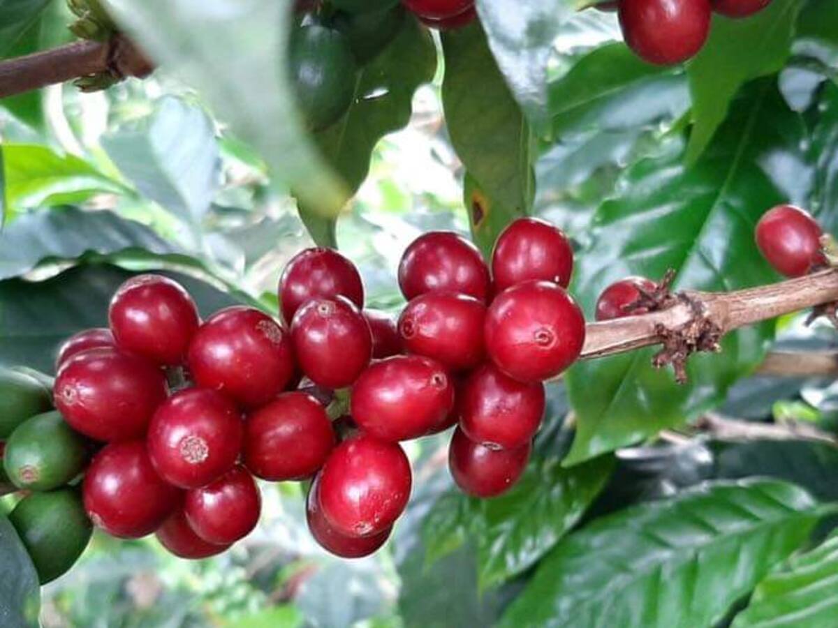 Alto costo de los insumos y la lluvia afecta a los cafeteros del Tolima