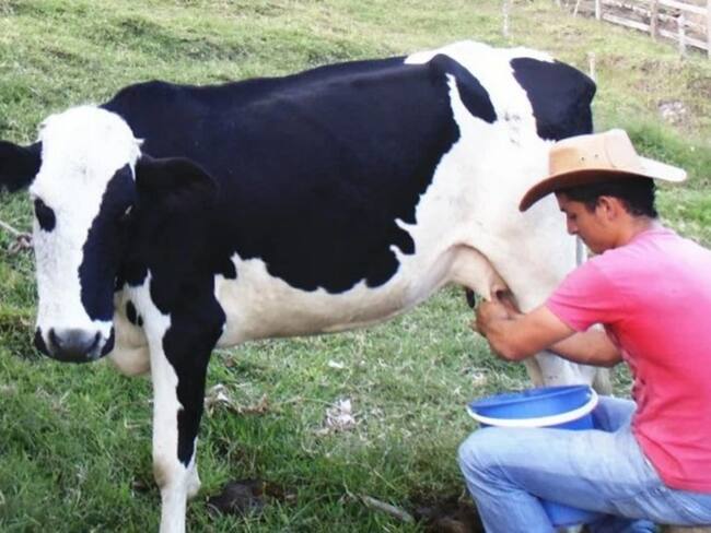 Importación libre de leche desde Estados Unidos preocupa a 15.000 familias ganaderas del Tolima