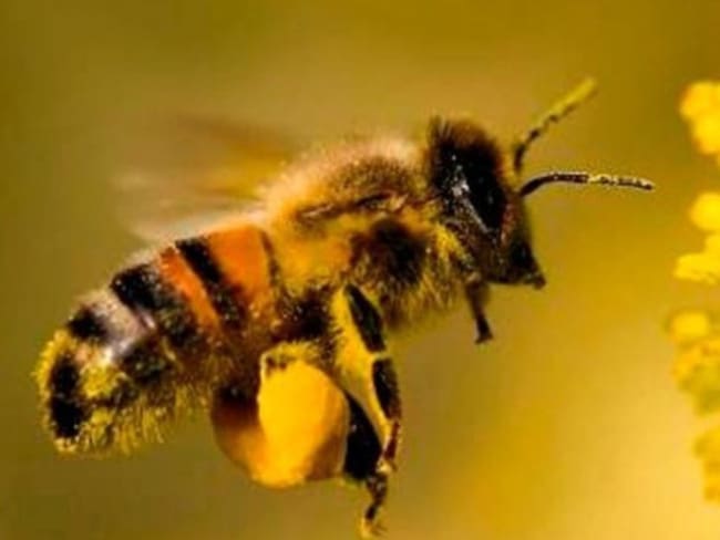 Risaralda podría declarar como insectos de interés social a las abejas