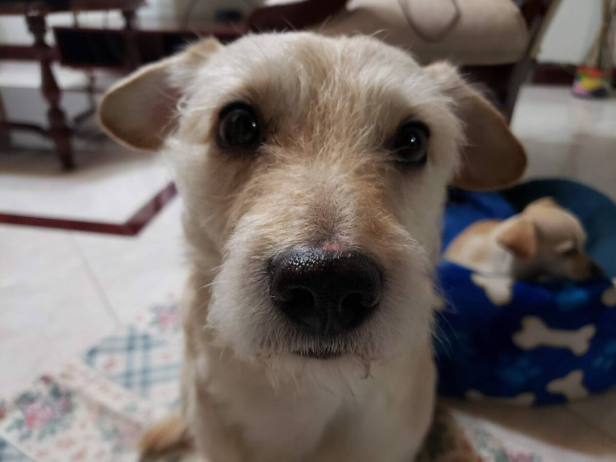 Carolina González nos envió la mirada de su perrito Coco: “Su profunda mirada brinda tranquilidad, confianza y amorrrrrr”