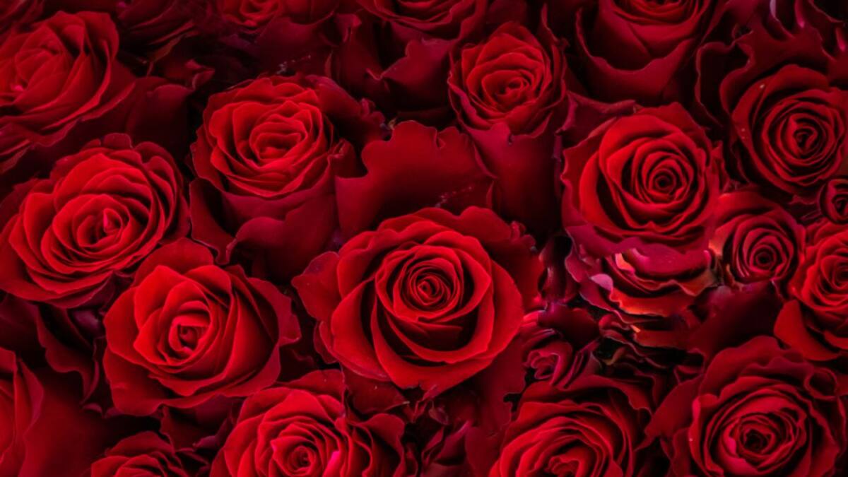 El reto de producir durante la pandemia las flores para San Valentín