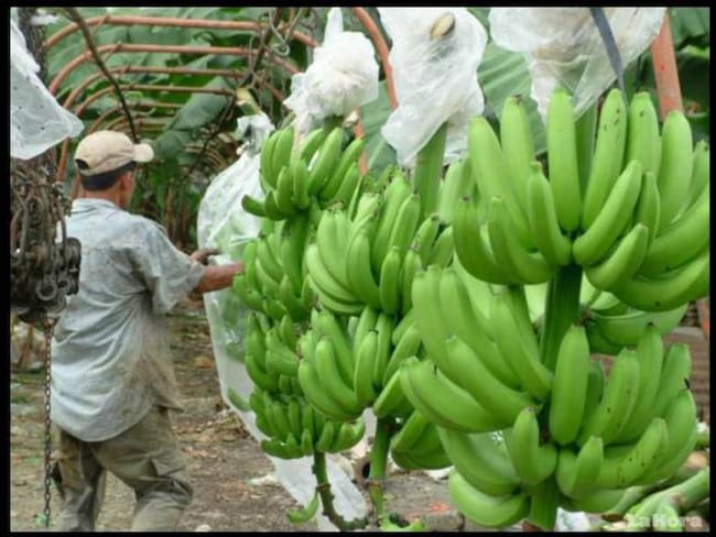 Incautan en Europa 11 toneladas de coca escondida en cajas de bananos provenientes de Turbo