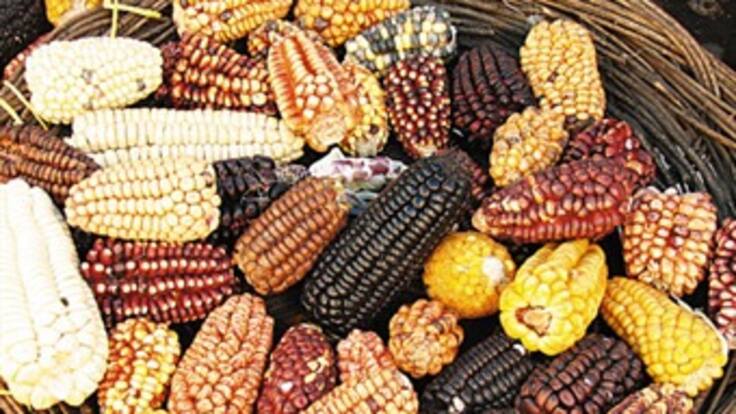 Exposición Organismo ideológico