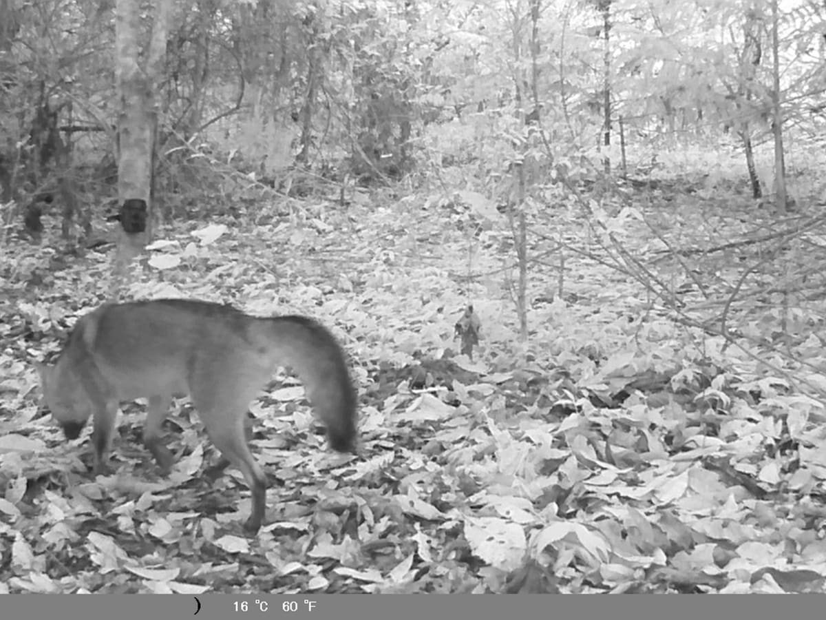 Cámaras trampa en zona rural de Calarcá en el Quindío registraron un tigrillo y su cría