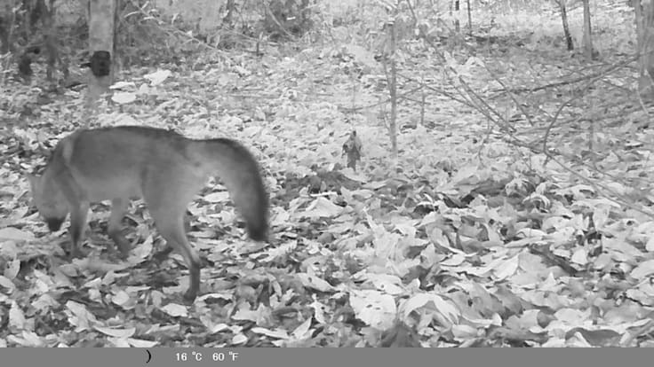 Karen Torres, bióloga, alcaldía de Calarcá
