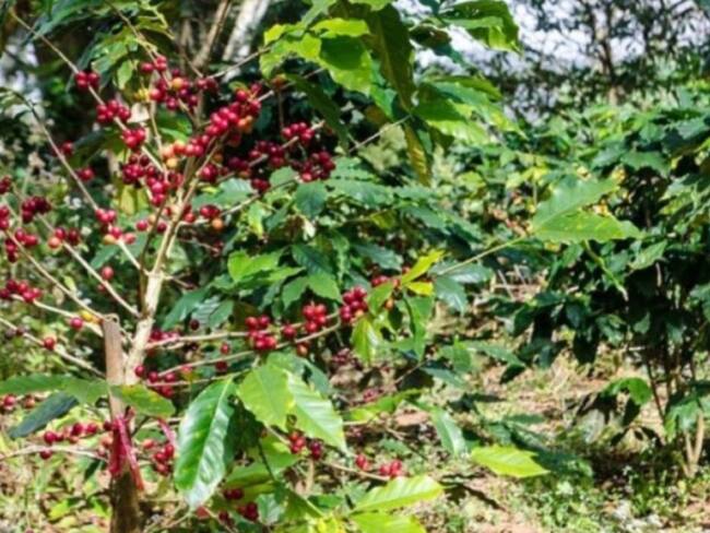 Por bloqueos hay problemas para exportar café