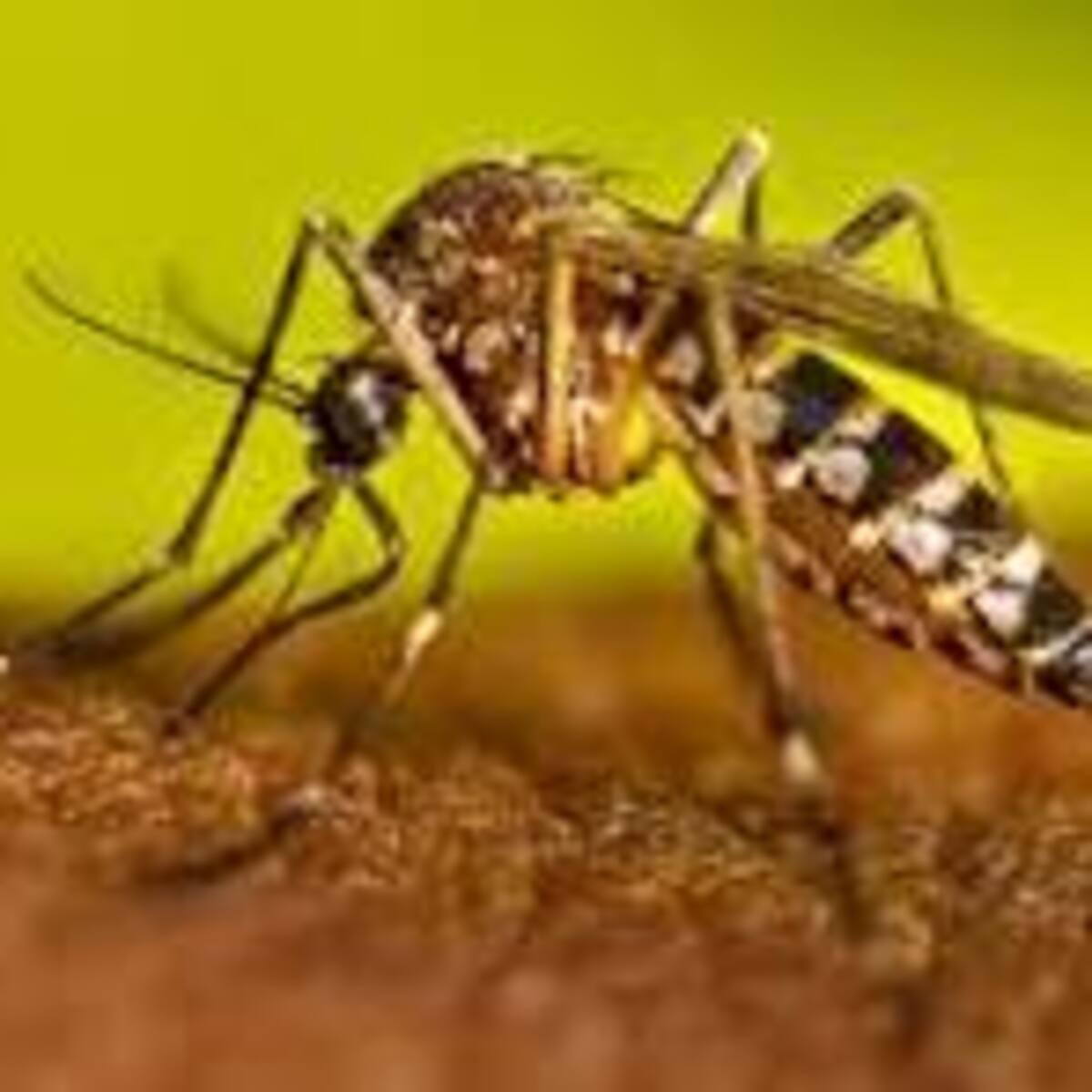 Neiva continúa en alerta roja por aumento de casos de dengue en varias comunas y zona rural