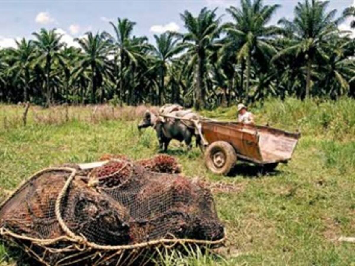 Corte ratifica condena por despojo de tierras en Chocó