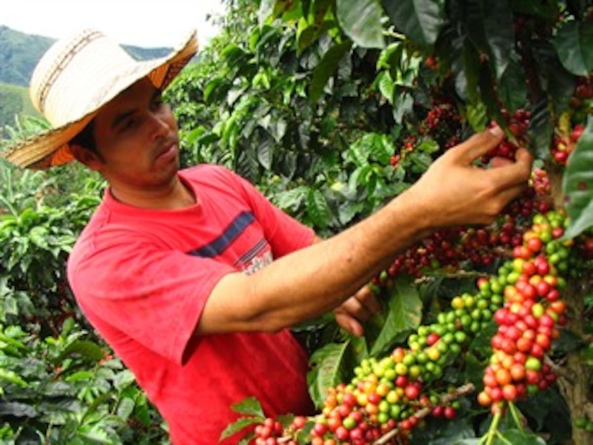 Gobierno tendrá hasta el 26 de noviembre para evitar paro cafetero