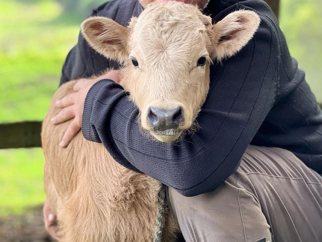 Nace el primer santuario para la protección de toros de Lidia