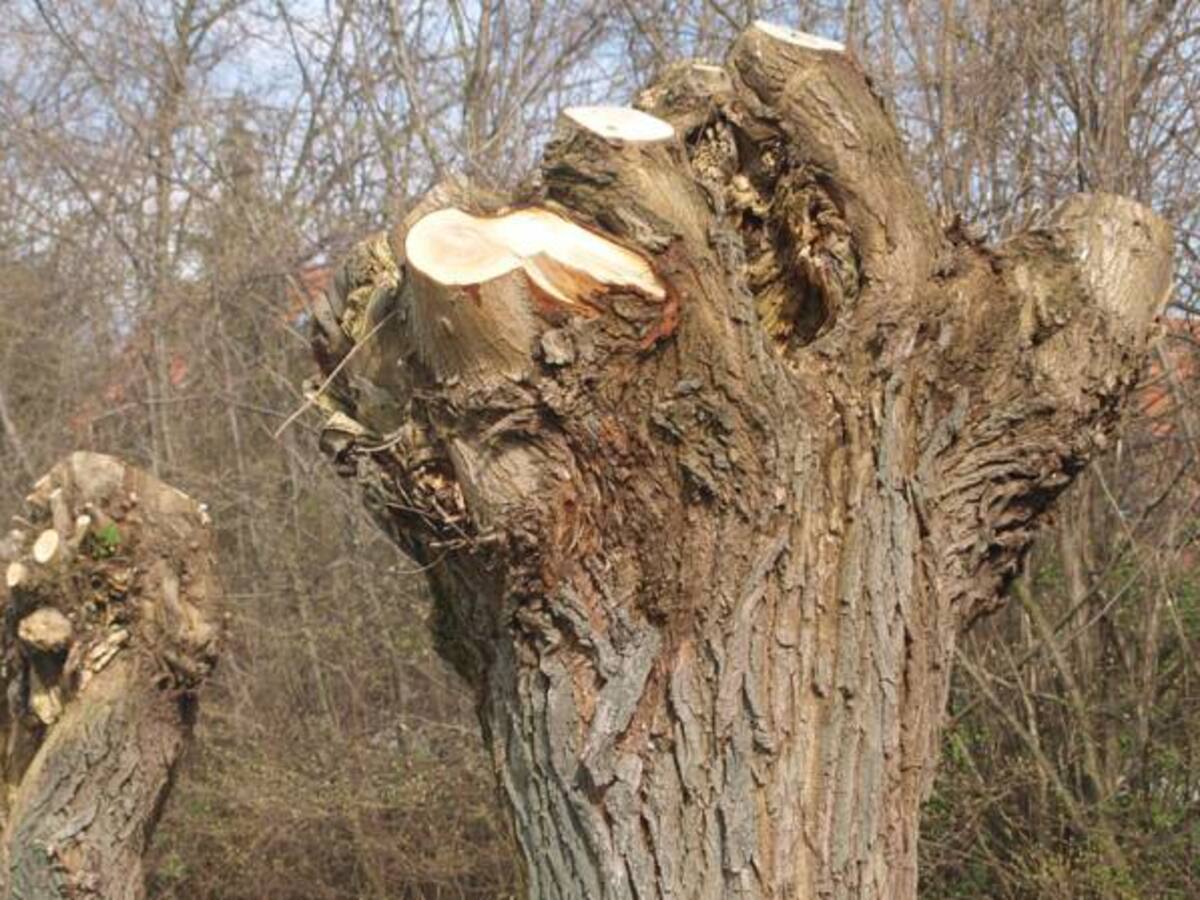 A las autoridades les faltan “dientes” para combatir la tala ilegal de bosques: MinAmbiente