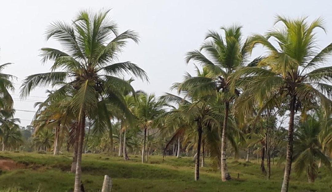 Cultivo de cocos en corregimiento Mulatos, de Necoclí
