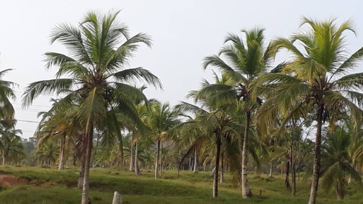 Con producción de cocos, víctimas de Mulatos buscan nueva vida