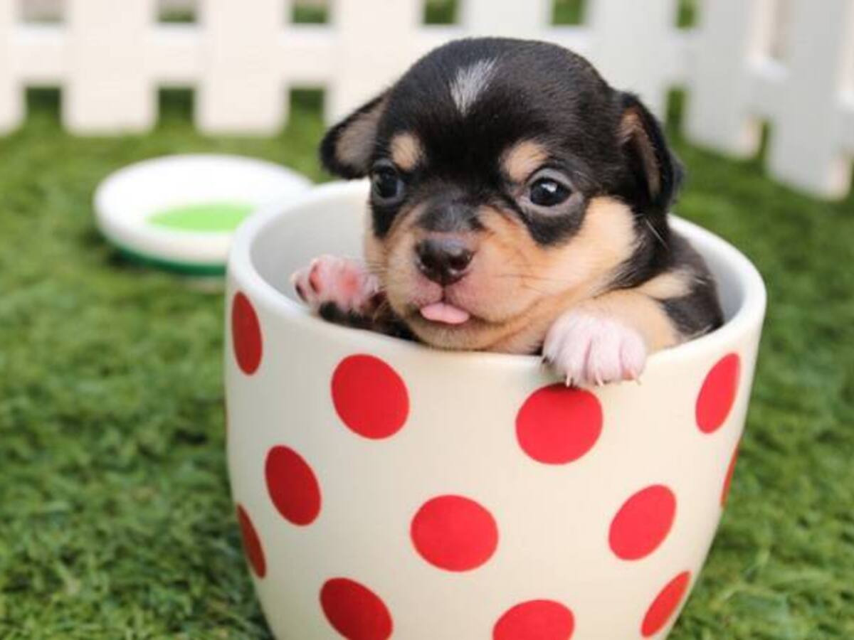 Elija su mascota ideal