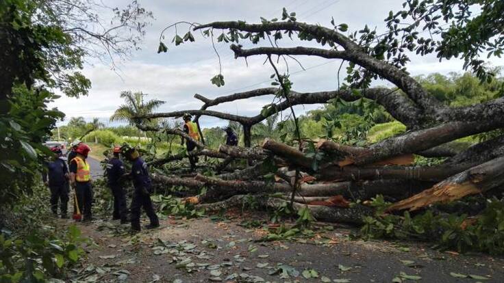 Más de 50 viviendas destechadas y caída de árboles dejó vendaval en tres municipios del Quindío.